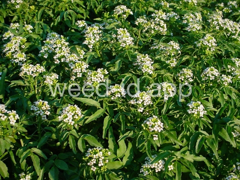 watercress